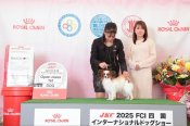 パピヨン【・男の子・2023年8月3日・ホワイト&セーブル】