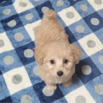 トイプードル(トイ)【愛知県・男の子・2024年10月31日・ホワイト】の写真「一人ケージできます。
お目々クリクリな男の子」