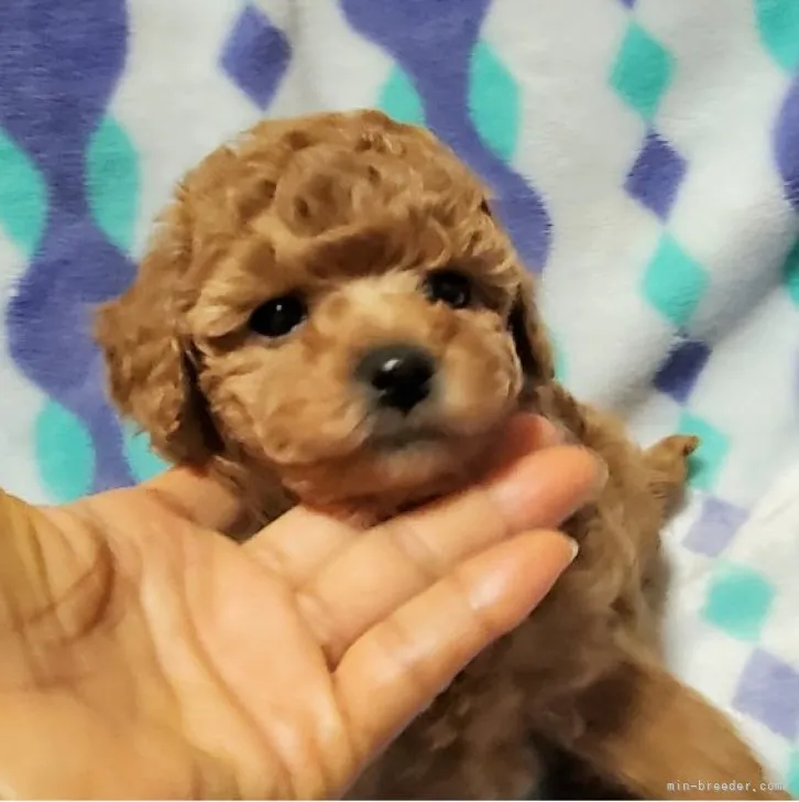 ID：2301-04104の子犬