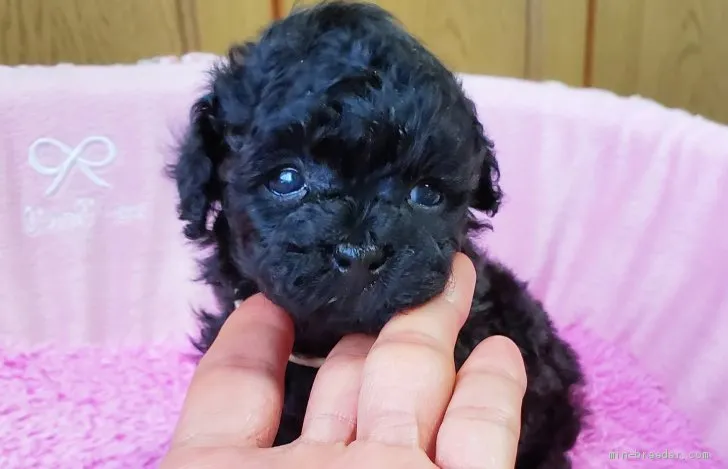 ID：1912-01628の子犬