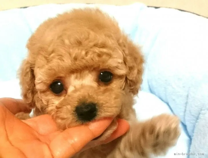 ID:1901-02293の子犬