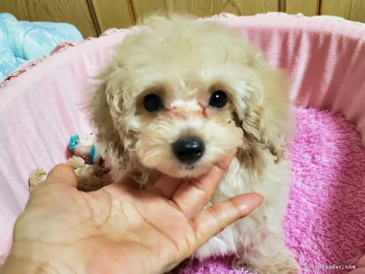 ID：1910-00699の子犬