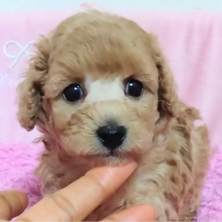 ID：2403-03657の子犬