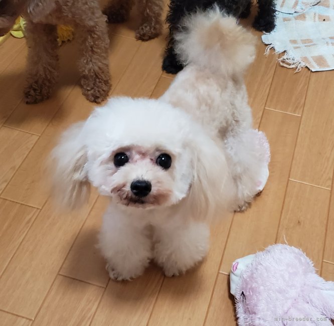 ティーカッププードル【・男の子・2018年9月5日・アプリコット】