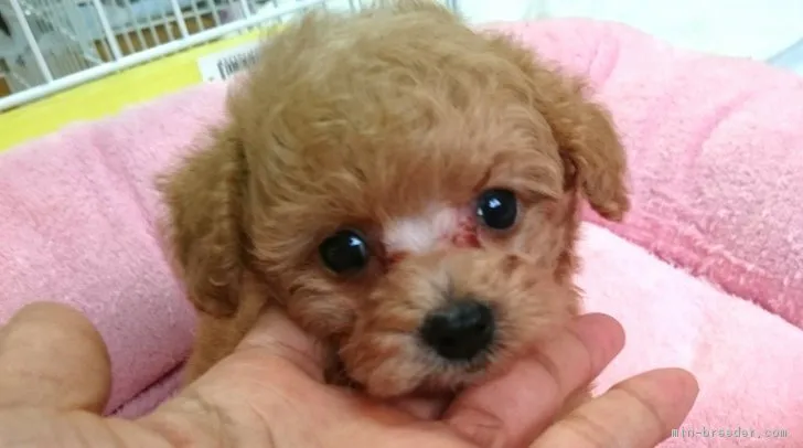 ID：1810-00763の子犬