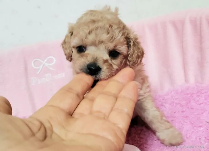 ID:2202-00815の子犬