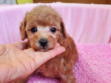 トイプードル(タイニー)【愛知県・女の子・2021年6月19日・アプリコット】の写真「お顔の小さな女の子」