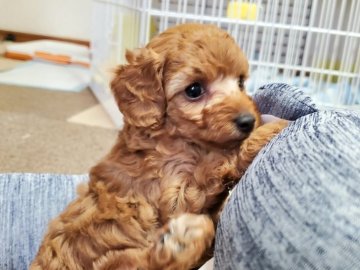 トイプードル(タイニー)【愛知県・女の子・2021年6月19日・アプリコット】の写真「たれ目ちゃんです」