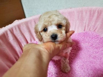 トイプードル(トイ)【愛知県・女の子・2021年1月1日・クリーム(ホワイト)】の写真「毛量が多くてお目目クリクリです。」
