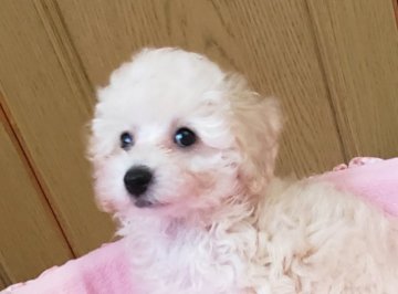 トイプードル(タイニー)【愛知県・男の子・2019年7月28日・ホワイト】の写真「足が短くて愛嬌たっぷりです。」