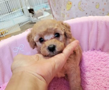 トイプードル(タイニー)【愛知県・男の子・2021年6月16日・アプリコット】の写真「優しいお顔の男の子です。」