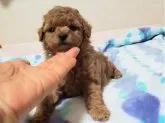 タイニープードル【愛知県・男の子・2022年12月13日・アプリコット】の写真3「1/19撮影」