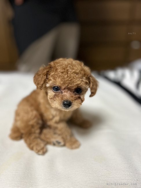 これから、ママになる為頑張ります💕トイプードル｜金原　みどり(きんぱら　みどり)ブリーダー(静岡県・ヨークシャーテリアなど・JKC/秋田犬保存会登録)の紹介写真4