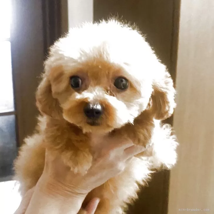 ID：2503-04742の子犬