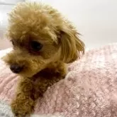 ティーカッププードル【静岡県・女の子・2025年2月10日・アプリコッ】の写真3「小さくてなかなか、大きさのちょうどいいハーネスがありません。」