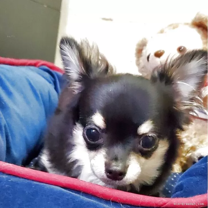 ID:2412-02809の子犬