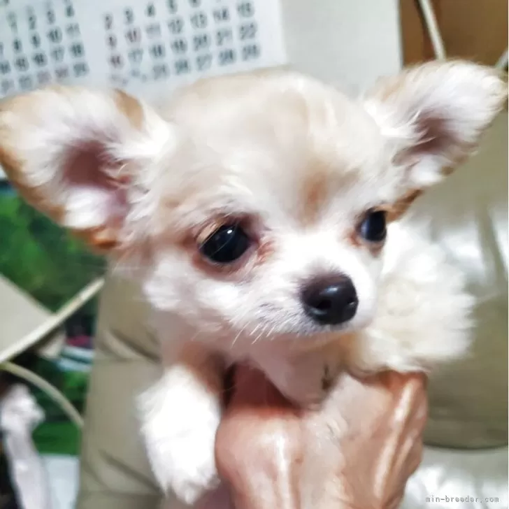 ID：2509-02871の子犬