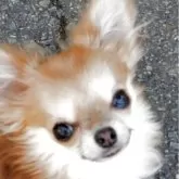 チワワ(ロング)
