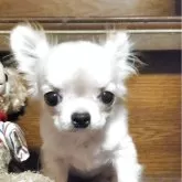 チワワ(ロング)