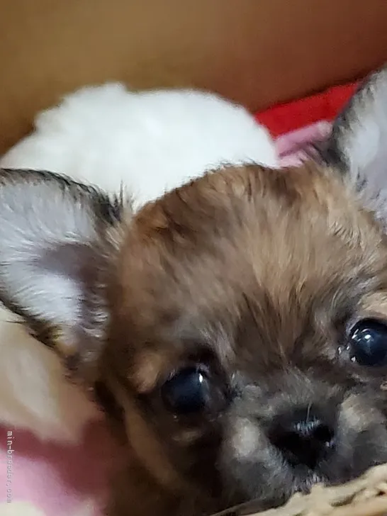 いいちこ 様のお迎えした子犬