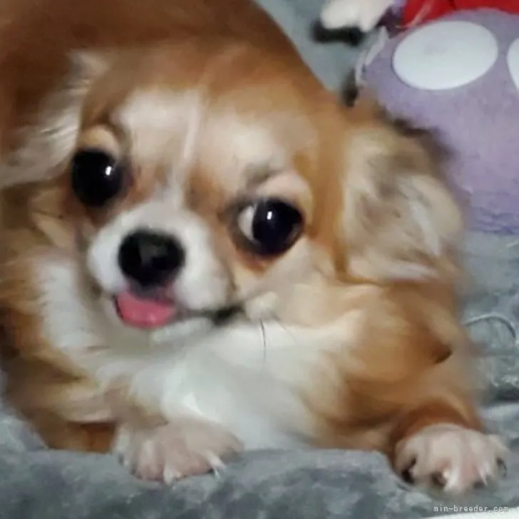 ID：2212-04174の子犬