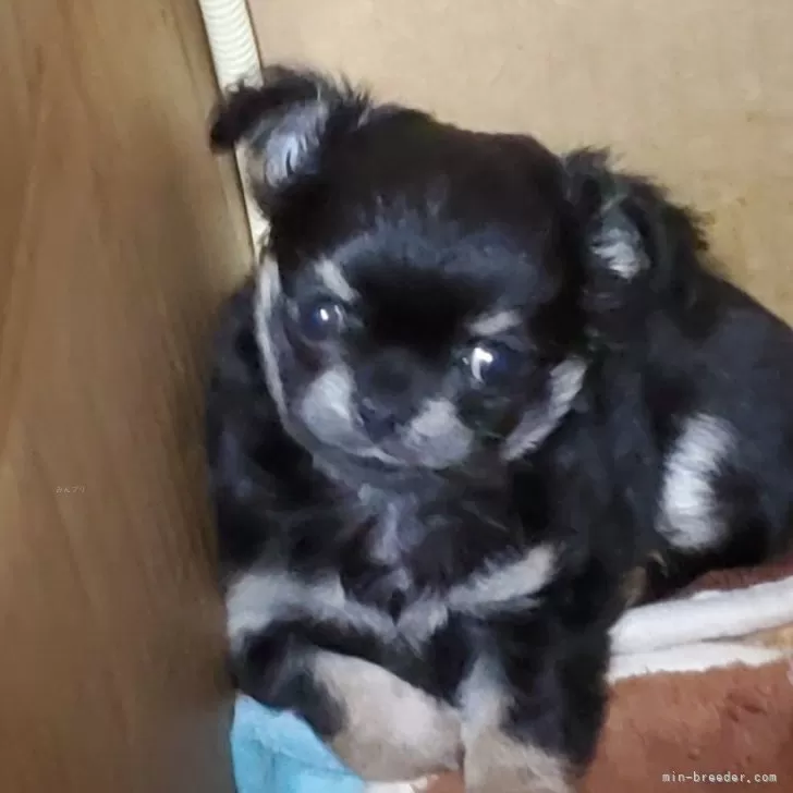 くうちゃん 様のお迎えした子犬