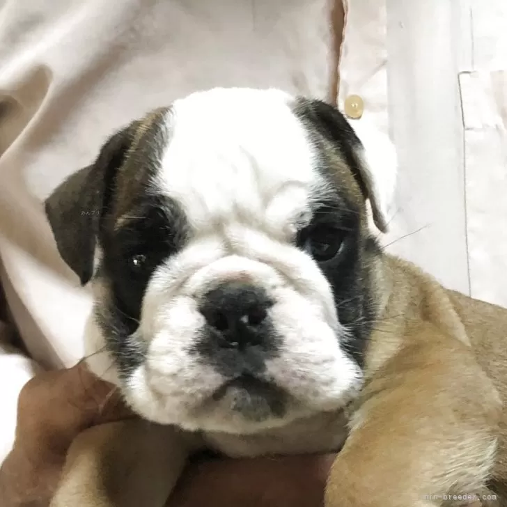 ID:2507-02997の子犬