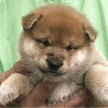 柴犬(標準サイズ)【三重県・男の子・2025年9月5日・赤】の写真「可愛い男の子」