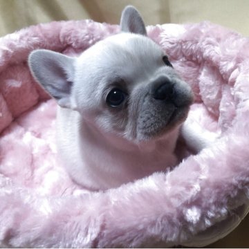 フレンチブルドッグ【三重県・女の子・2025年10月11日・クリーム】の写真「可愛い女の子」