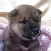 柴犬(標準サイズ)
