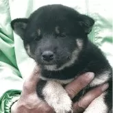 柴犬(標準サイズ)
