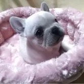 フレンチブルドッグ