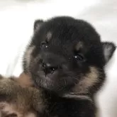 柴犬(標準サイズ)