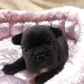 フレンチブルドッグ【三重県・男の子・2025年10月11日・ブリンドル】の写真3