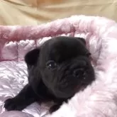 フレンチブルドッグ【三重県・男の子・2025年10月11日・ブリンドル】の写真4