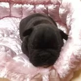 フレンチブルドッグ【三重県・男の子・2025年10月11日・ブリンドル】の写真9