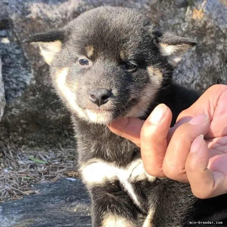 D.Ｉ 様のお迎えした子犬