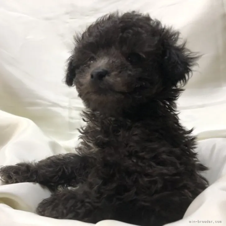 ID:2311-00492の子犬