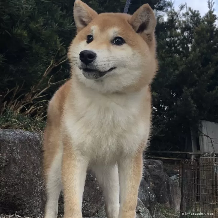 ID:2307-05926の子犬