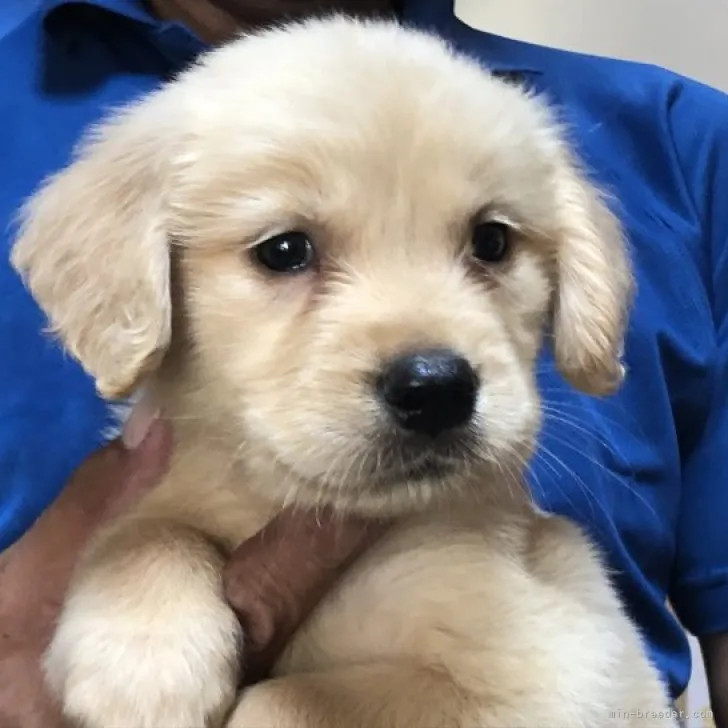 ほぜぞう 様のお迎えした子犬