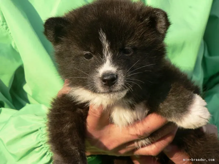 ID:1803-01217の子犬