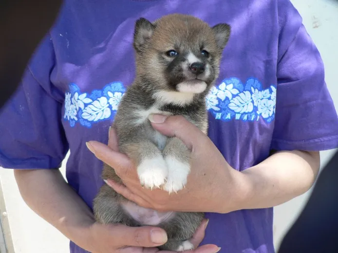 ID：1305-00214の子犬