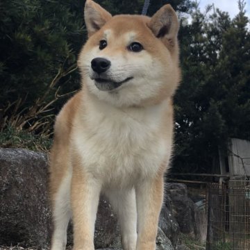 柴犬(標準サイズ)【三重県・男の子・2023年6月23日・赤】の写真「おっとり・可愛い僕ちゃん」