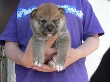 柴犬(標準サイズ)【三重県・女の子・2013年4月6日・赤】の写真「」