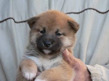 柴犬(標準サイズ)【三重県・女の子・2013年10月22日・赤】の写真「」