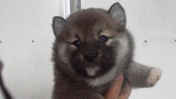 柴犬(標準サイズ)【三重県・女の子・2014年2月3日・赤】の写真「」