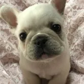 フレンチブルドッグ【三重県・男の子・2023年10月18日・クリーム】の写真1