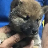 柴犬(標準サイズ)【三重県・男の子・2023年5月19日・赤】の写真2