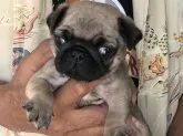 パグ【三重県・男の子・2020年4月10日・フォーン】の写真5