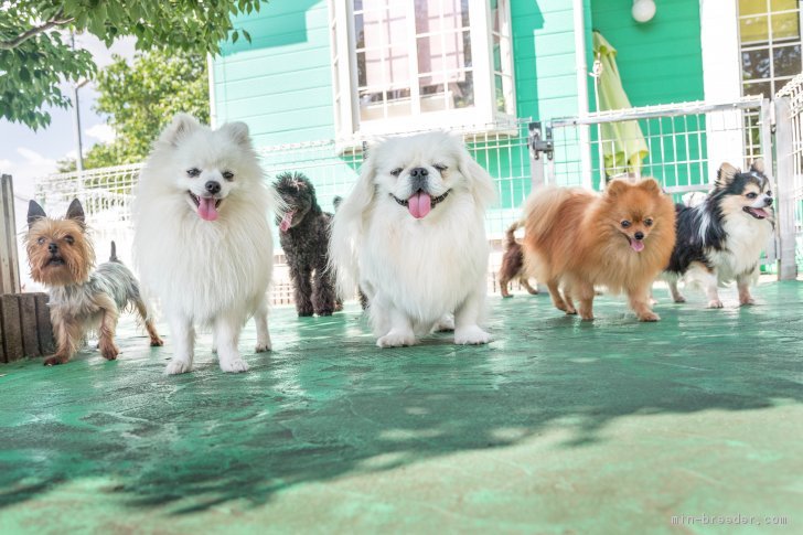 【親犬達が住む犬舎】犬にも人にも快適環境を目指しています！｜沢辺　千江美(さわべ　ちえみ)ブリーダー(茨城県・ミニチュアダックスフンド(ロング)など・JKC登録)の紹介写真1